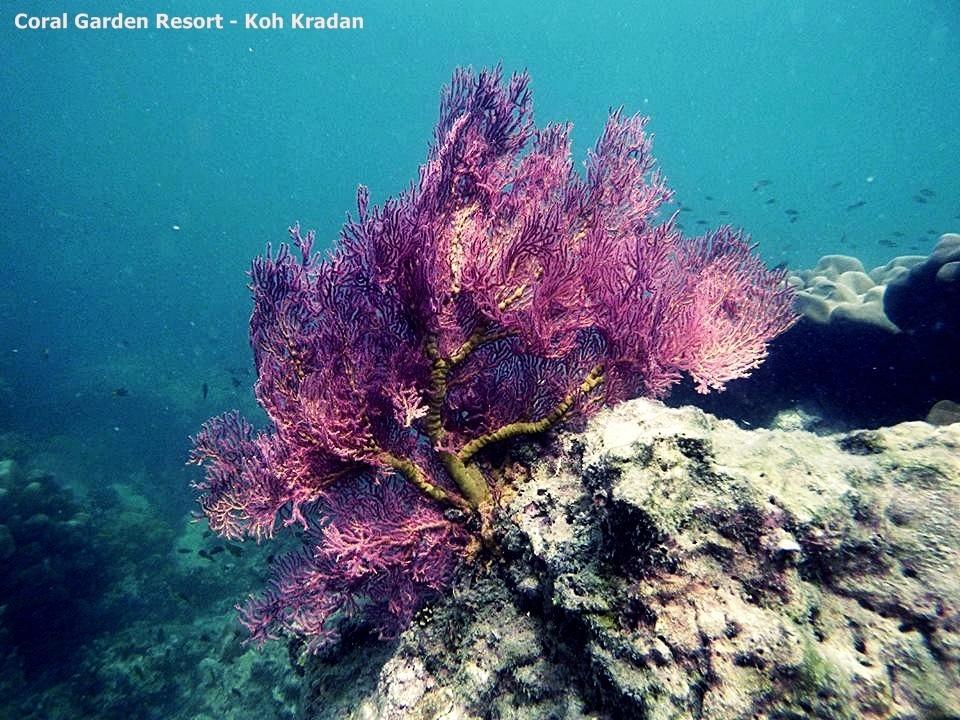 Coral Garden Resort Ko Kradan Eksteriør bilde