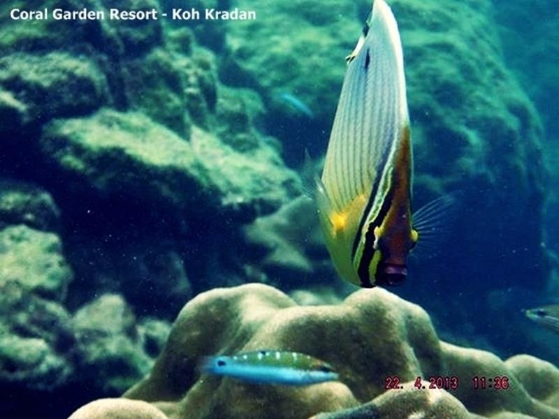 Coral Garden Resort Ko Kradan Eksteriør bilde