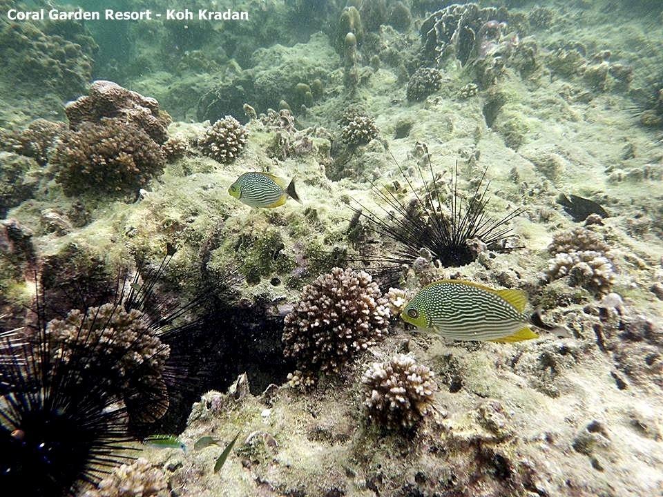 Coral Garden Resort Ko Kradan Eksteriør bilde