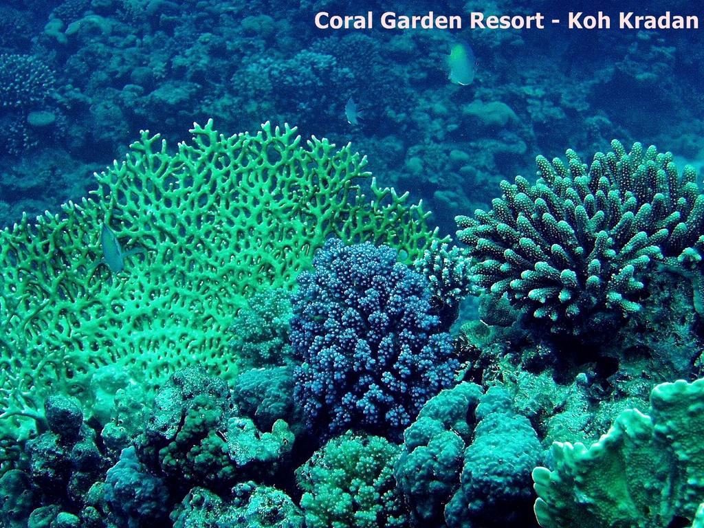 Coral Garden Resort Ko Kradan Eksteriør bilde